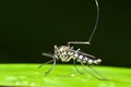 Mosquito in malaysia Royalty Free Stock Photo