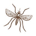 Mosquito monochrome vector illustration sketch isolated on white