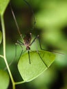 Mosquito Royalty Free Stock Photo