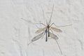 Mosquito Royalty Free Stock Photo