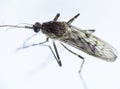 Mosquito - Nematocera, Culicidae Royalty Free Stock Photo