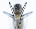 Mosquito - Nematocera, Culicidae Royalty Free Stock Photo