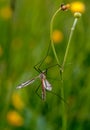 Mosquito nematocera Royalty Free Stock Photo