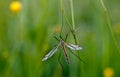 Mosquito nematocera Royalty Free Stock Photo