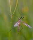 Mosquito nematocera