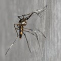 Mosquito perched on a cement wall