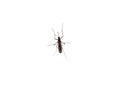 A mosquito perched on a window glass, isolated on a white background