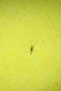 A mosquito perched on a yellow wall, macro camera photo