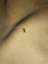 this is a mosquito perching on a shirt  tonight very yucky Royalty Free Stock Photo