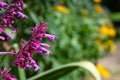 Mosquito plant (agastache cana