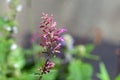 Mosquito plant, Agastache cana