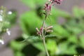 Mosquito plant, Agastache cana