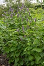 Mexican giant hyssop Agastache mexicana, lavender-blue flowering plant Royalty Free Stock Photo
