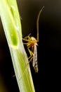 Mosquito on plant