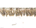 Mosquito pupae underwater Royalty Free Stock Photo