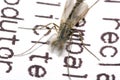 Mosquito reading book Royalty Free Stock Photo