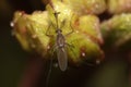 Top view macro image of a mosquito sitting on a grass