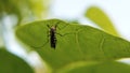mosquito rest time closeup view Royalty Free Stock Photo