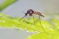 Mosquito resting on the grass.