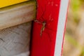 Mosquito resting in the shade outdoors, diptera, culicidae