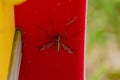 Mosquito resting in the shade outdoors, diptera, culicidae