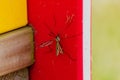 Mosquito resting in the shade outdoors, diptera, culicidae