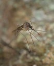 Mosquito resting on spiderweb