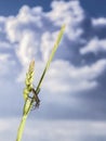 Mosquito resting on a spike