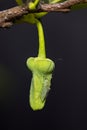 Mosquito Resting On A Sugar Apple, Sweetsop Bud, On Black