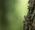 Mosquito resting on tree