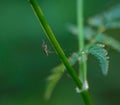 A mosquito resting under a green leaf Royalty Free Stock Photo