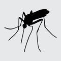 Mosquito Silhouette, Mosquito Isolated On White Background