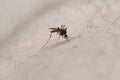 Mosquito sits on the body and bites Royalty Free Stock Photo