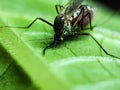 In the garden a mosquito is perched on green leaves and has a green background Royalty Free Stock Photo