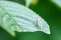 A mosquito sits on a green leaf