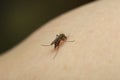 A mosquito sits on a person\'s arm and drinks blood.Insect pests