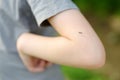 Mosquito sitting on the hand of child. Gnat sucking blood. Danger of bite of an insect. Use repellent for safety kids