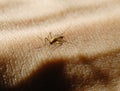 Mosquito on skin