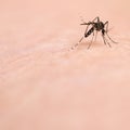 Mosquito on Skin Royalty Free Stock Photo