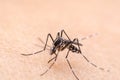 Mosquito on skin human Royalty Free Stock Photo