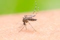 Mosquito on skin human Royalty Free Stock Photo