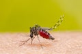 Mosquito on skin human Royalty Free Stock Photo