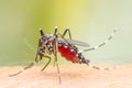 Mosquito on skin human Royalty Free Stock Photo