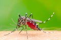 Mosquito on skin human Royalty Free Stock Photo