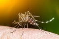 Mosquito on skin human Royalty Free Stock Photo