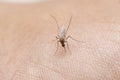 Mosquito on Skin, Mansonia sp , Satara