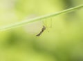 mosquito standing upside down under a green leaf Royalty Free Stock Photo