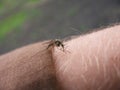 Mosquito sucked blood on human skin.