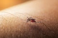 Mosquito sucked blood on human skin.