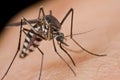 A mosquito sucking blood Royalty Free Stock Photo